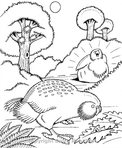 11 - Kakapo -Picture